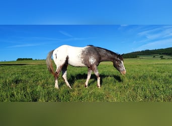 Appaloosa, Wallach, 4 Jahre