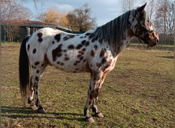 Appaloosa Mix, Wallach, 5 Jahre, 145 cm, Tigerschecke