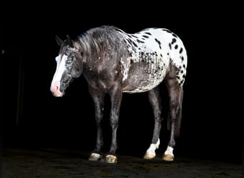 Appaloosa, Wallach, 5 Jahre, 150 cm, Tigerschecke