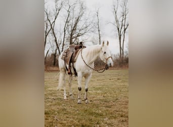 Appaloosa, Wallach, 5 Jahre, 150 cm, Tigerschecke