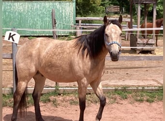Appaloosa, Wallach, 5 Jahre, 151 cm, Buckskin
