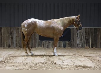 Appaloosa, Wallach, 5 Jahre, 152 cm, Dunkelfuchs