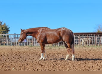 Appaloosa, Wallach, 5 Jahre, 152 cm