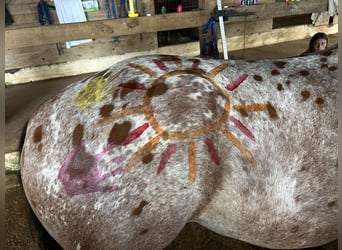 Appaloosa Mix, Wallach, 5 Jahre, 152 cm, Rotbrauner