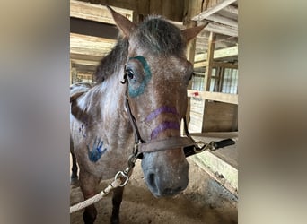 Appaloosa Mix, Wallach, 5 Jahre, 152 cm, Rotbrauner