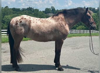 Appaloosa Mix, Wallach, 5 Jahre, 152 cm, Rotbrauner