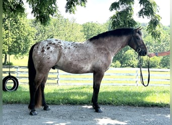 Appaloosa Mix, Wallach, 5 Jahre, 152 cm, Rotbrauner