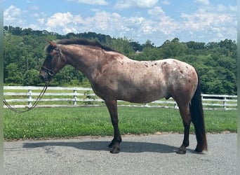 Appaloosa Mix, Wallach, 5 Jahre, 152 cm, Rotbrauner
