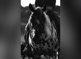 Appaloosa, Wallach, 5 Jahre, 152 cm