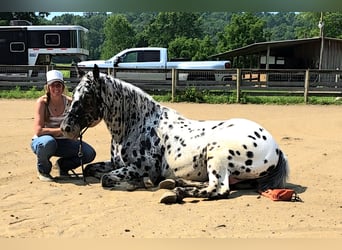 Appaloosa, Wallach, 5 Jahre, 152 cm