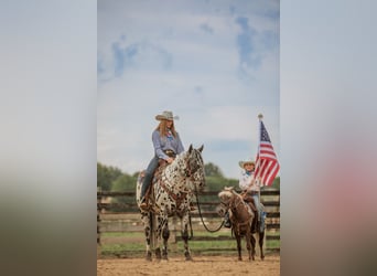 Appaloosa, Wallach, 5 Jahre, 152 cm