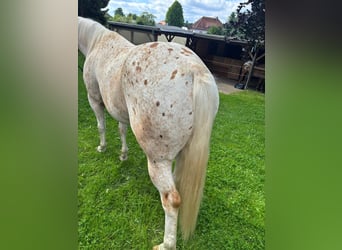Appaloosa, Wallach, 5 Jahre, 153 cm, Palomino