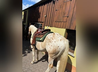 Appaloosa, Wallach, 5 Jahre, 153 cm, Palomino