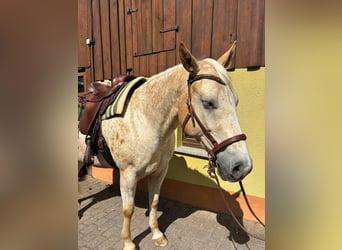 Appaloosa, Wallach, 5 Jahre, 153 cm, Palomino