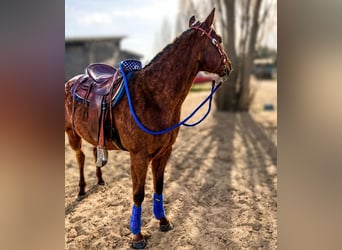 Appaloosa, Wallach, 5 Jahre, 153 cm, Rotbrauner