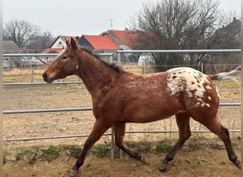 Appaloosa, Wallach, 5 Jahre, 153 cm, Rotbrauner