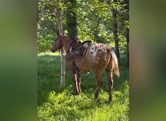 Appaloosa, Wallach, 5 Jahre, 153 cm, Rotbrauner