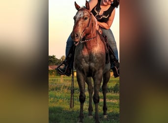 Appaloosa, Wallach, 5 Jahre, 153 cm, Rotbrauner