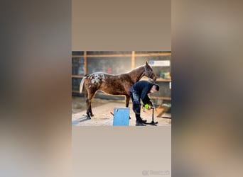 Appaloosa, Wallach, 5 Jahre, 153 cm, Rotbrauner