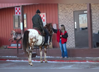 Appaloosa, Wallach, 5 Jahre, 155 cm, Dunkelfuchs