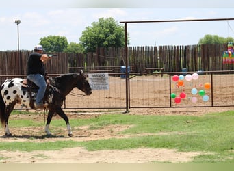 Appaloosa, Wallach, 5 Jahre, 155 cm, Rappe