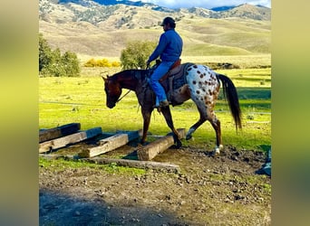 Appaloosa, Wallach, 5 Jahre, 157 cm, Buckskin
