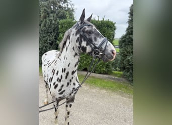 Appaloosa, Wallach, 5 Jahre, 157 cm, Tigerschecke