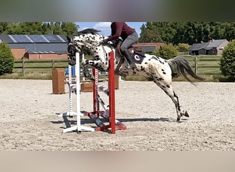 Appaloosa, Wallach, 5 Jahre, 157 cm, Tigerschecke