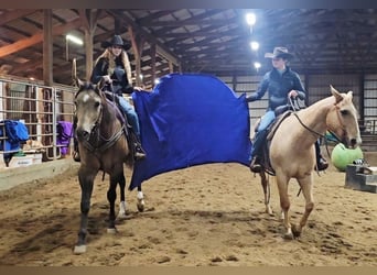 Appaloosa, Wallach, 5 Jahre, 160 cm, Buckskin