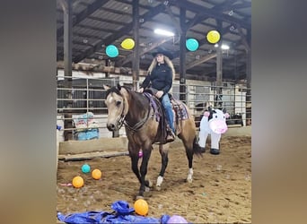 Appaloosa, Wallach, 5 Jahre, 160 cm, Buckskin