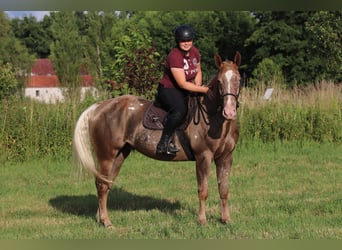 Appaloosa Mix, Wallach, 5 Jahre, 160 cm