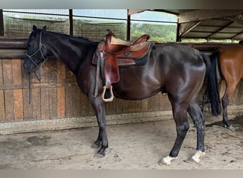 Appaloosa, Wallach, 5 Jahre, 160 cm, Rappe