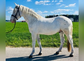 Appaloosa, Wallach, 5 Jahre, 161 cm