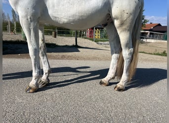 Appaloosa, Wallach, 5 Jahre, 161 cm