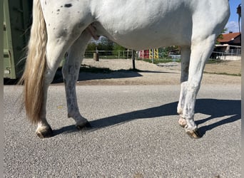 Appaloosa, Wallach, 5 Jahre, 161 cm