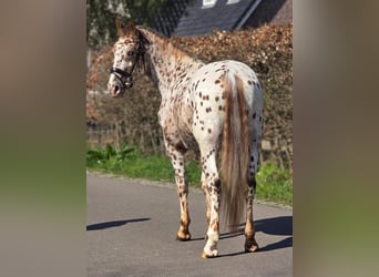 Appaloosa, Wallach, 5 Jahre, 164 cm, Tigerschecke