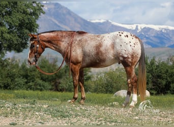 Appaloosa, Wallach, 5 Jahre, Dunkelfuchs