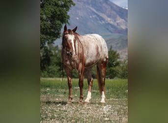 Appaloosa, Wallach, 5 Jahre, Dunkelfuchs
