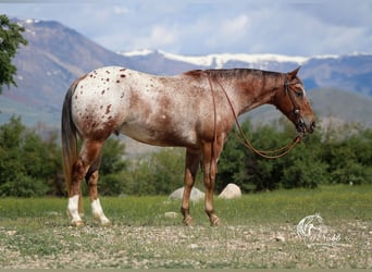 Appaloosa, Wallach, 5 Jahre, Dunkelfuchs