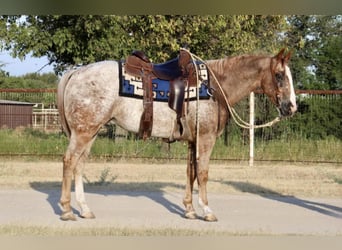 Appaloosa, Wallach, 5 Jahre, Dunkelfuchs
