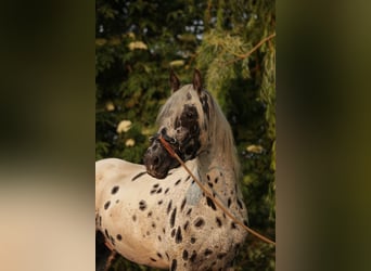 Appaloosa, Wallach, 5 Jahre
