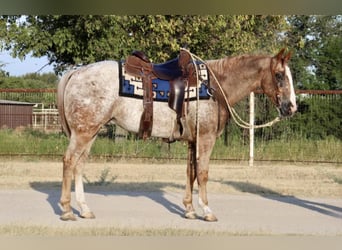 Appaloosa, Wallach, 5 Jahre, Roan-Red