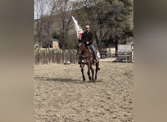 Appaloosa, Wallach, 5 Jahre, Rotbrauner