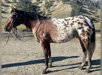 Appaloosa, Wallach, 5 Jahre, Rotbrauner