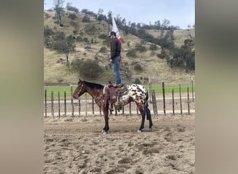 Appaloosa, Wallach, 5 Jahre, Rotbrauner