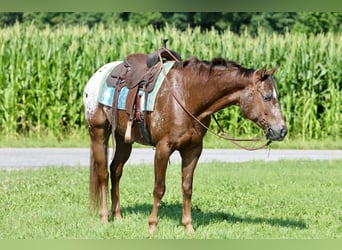 Appaloosa, Wallach, 5 Jahre, Rotfuchs