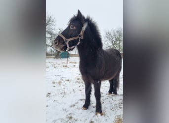 Appaloosa Mix, Wallach, 6 Jahre, 108 cm, Tigerschecke