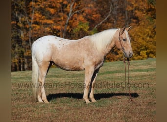 Appaloosa, Wallach, 6 Jahre, 140 cm, Palomino