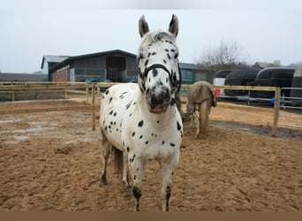 Appaloosa, Wallach, 6 Jahre, 140 cm, Rappe