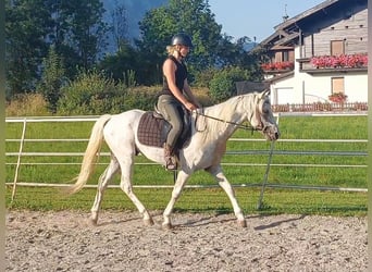 Appaloosa, Wallach, 6 Jahre, 145 cm, Tigerschecke